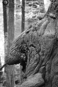 Close-up of tree trunk