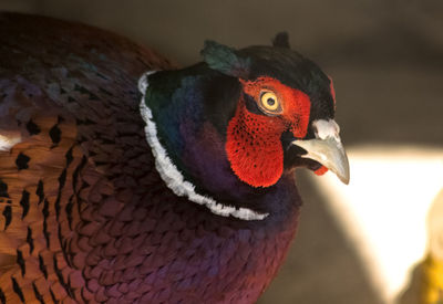 Close-up of a pheasant