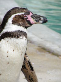 Close-up of bird