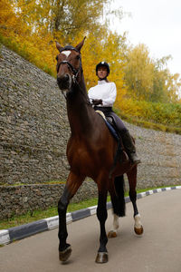 Rear view of horse standing on road