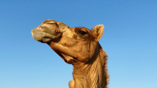 Camel and blue sky