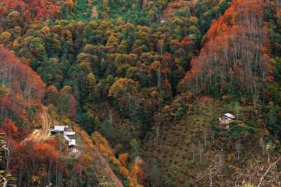 Trees in forest during autumn