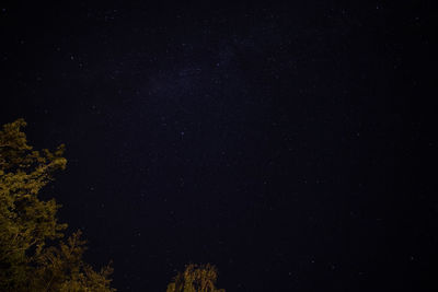 Low angle view of trees against sky at night