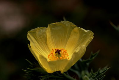 Close-up of yellow flower on leaf