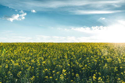 Scenic view of oilseed rape field against sky