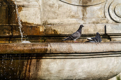 Pigeons near