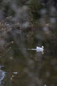 Bird flying over lake
