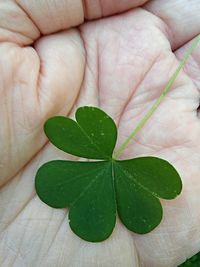 Close-up of cropped leaf