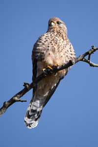 Kestel perched on a branch on a sunny winter day