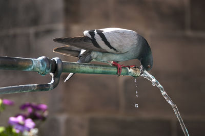 Close-up of water fountain