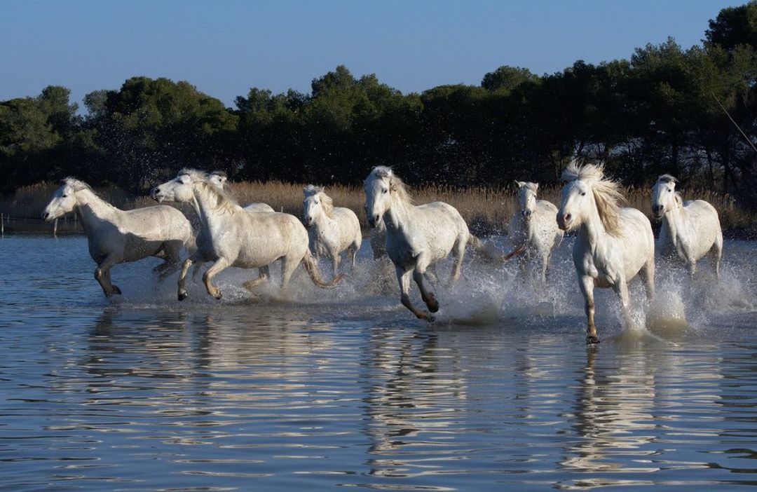 water, group of animals, animal themes, animal, nature, day, vertebrate, tree, animal wildlife, waterfront, animals in the wild, motion, plant, no people, sky, mammal, domestic animals, pets, domestic, outdoors, herbivorous