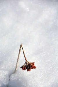 Close-up of water in winter