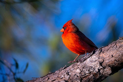Close-up of bird perching on branch