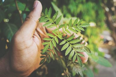 Cropped hand of man touching leaves