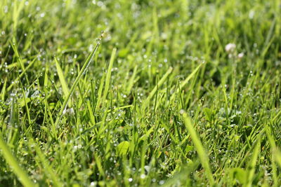 Close-up of fresh grass