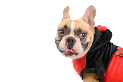 Close-up of a dog over white background