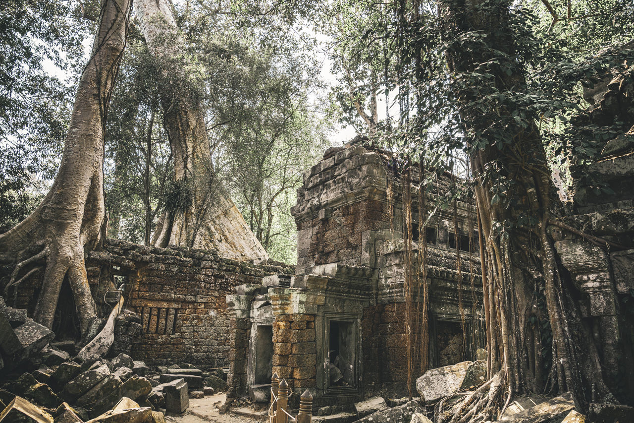 tree, plant, architecture, history, old ruin, built structure, the past, nature, forest, ruins, temple - building, ancient, religion, no people, tree trunk, day, ancient history, land, building, temple, belief, trunk, ancient civilization, building exterior, travel destinations, spirituality, outdoors, place of worship, growth, damaged, old, root, travel, abandoned, tourism, branch, natural environment, ruined, low angle view