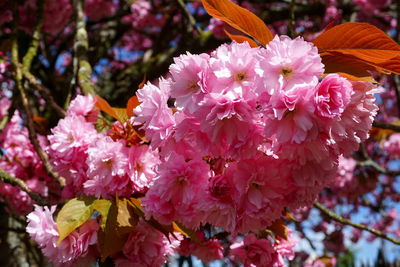 Close-up of pink cherry blossoms