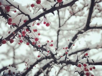 Close-up of cherry blossom tree