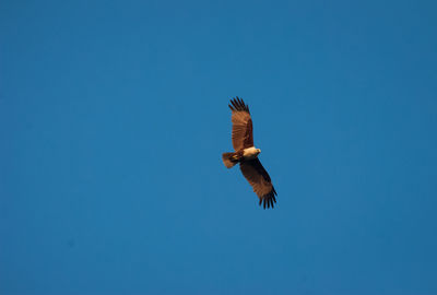 Low angle view of eagle flying against clear blue sky