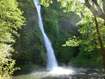 Scenic view of waterfall in forest