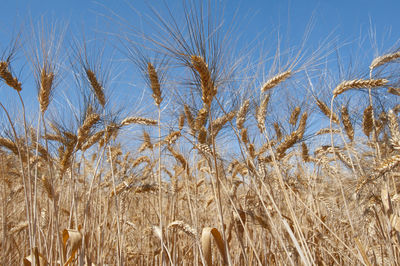 Close-up of stalks in field against clear sky