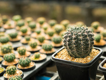 Close-up of cacti in seedling tray