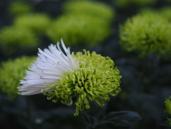 Close-up of white flowering plant