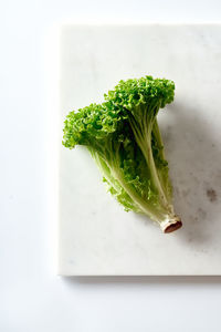 High angle view of green leaf on table