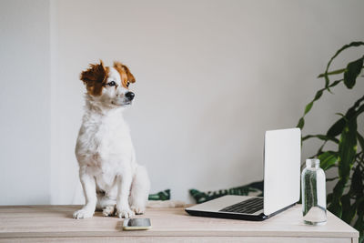 Cute small dog at home working on laptop. technology and working from home concept