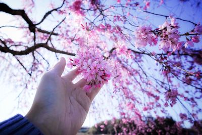 Close-up of hand holding pink flowers of tree