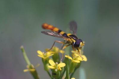 Close-up of butterfly pollinating on purple flower