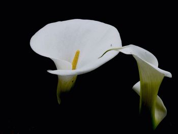 Close-up of white flower