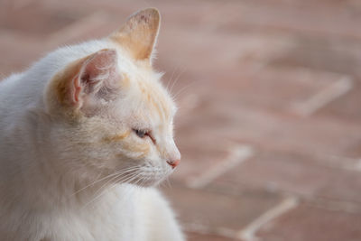 Close-up of cat