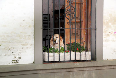 Dog seen through window