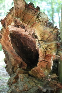 Close-up of tree trunk