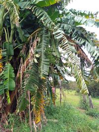 Panoramic view of palm trees on field