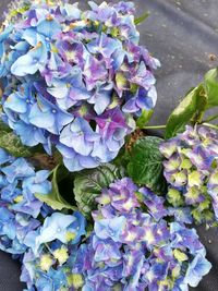 High angle view of purple hydrangea