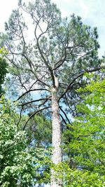 Low angle view of tree against sky