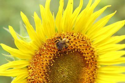 Close-up of bee pollinating on sunflower