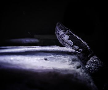 Close-up of wood against black background