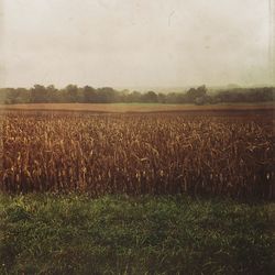 Scenic view of rural landscape