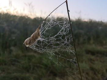 Close-up of spider on web