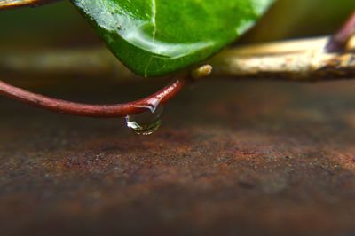 Close-up of plant against blurred background