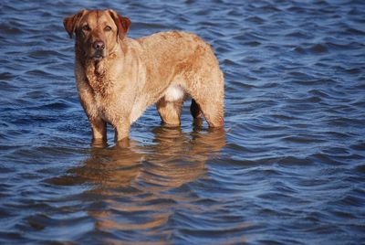 Portrait of dog in water