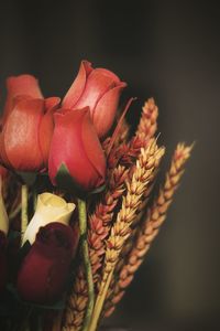 Close-up of red flowers against black background