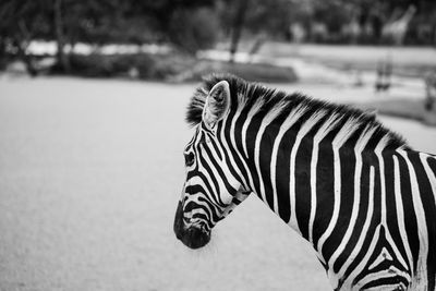 Close-up of zebra on field