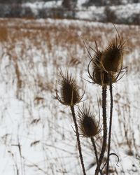 Close-up of dried plant on snow field