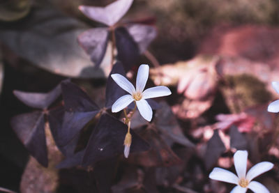Close-up of white flowering plant