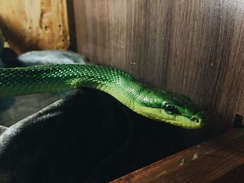 Close-up of potted plant